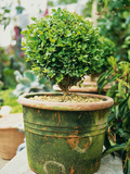 Small Buxus (Box) Topiary in Moss Covered Pot Photographic Print by Georgia Glynn-smith
