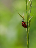 7-Spot Ladybird, Climbing up Grass Stem, Rutland, UK Photographic Print by Elliott Neep