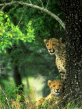 Cheetah Cubs, Phinda Game Reserve, South Africa Photographic Print by Roger De La Harpe