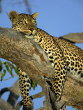 Leopard in Tree at Twilght, Tuli Game Reserve, Botswana Photographic Print by Roger De La Harpe