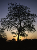 Tree at Sunset, South Africa Photographic Print by Ryan Ross