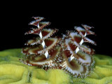 Christmas Tree Worm, Belize, Caribbean Photographic Print by Mark Webster