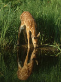 White-Tailed Deer Photographic Print by Brian Kenney