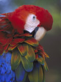 Scarlet Macaw, Central America Photographic Print by Brian Kenney