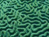 A Close View of Bright Green Brain Coral Photographic Print by Todd Gipstein
