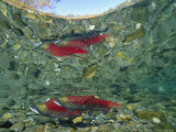 Sockeye Salmon, Also Called Red Salmon Fotografie-Druck