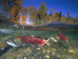 A Female Sockeye Salmon Followed von a Male as They Migrate Down the River Fotografie-Druck