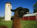 A Llama on a Farm in Virginia Fotografie-Druck