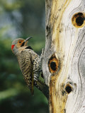 Yellowhammer - Yellow Shafted Northern Flicker on an Old Snag with Nesting Holes, Photographic Print