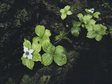 Dwarf Dogwood, Pacific Rim National Park, Vancouver Island, British Columbia, Canada Photographie
