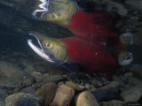 A Sockeye Salmon, Also Called Red Salmon, Swimming in Shallow Water Fotografie-Druck