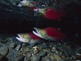 Sockeye Salmon, Also Called Red Salmon, and Their Reflection Fotografie-Druck