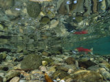 Sockeye Salmon, Also Called Red Salmon, and its Reflection Fotografie-Druck