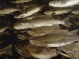 A School of Pink Salmon Swimming in a Spawning Stream Fotografie-Druck