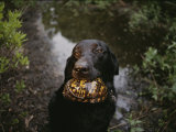 A Black Lab Named Cooper with a Turtle in His Mouth Photographic Print by Randy Olson