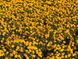 Marigolds in Bloom on a Commercial Flower Farm Photographie