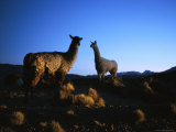 Llamas in the Atacama Desert at Dusk Fotografie-Druck