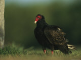 Turkey Vulture, Photographic Print