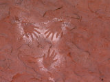 Handprints Painted on a Rock Wall by the Ancient Pueblo People, Also Known as the Anasazi, Photographic Print