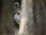 A Captive Mexican Gray Wolf Peers from Behind a Tree Trunk Photographic Print by Joel Sartore
