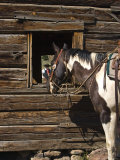 Ranch Living at The Ponderosa Ranch, Seneca, Oregon, USA Photographic Print by Joe Restuccia III