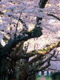 Cherry Blooms at the University of Washington, Seattle, Washington, USA Photographic Print by William Sutton
