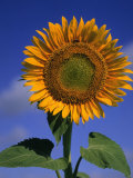 Sunflower Photographic Print by Eric Horan