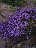 Campanula Poscharskyana Photographie par John Baker