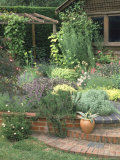 Herb Garden, Steps & Low Brick Wall, Brook Lodge Farm Cottage Allium, Rosemary, Sage, Nepeta Photographic Print by Brian Carter