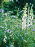 Summer Partners, White Digitalis (Foxglove) & Nigella (Love-In-The-Mist) Photographic Print by Georgia Glynn-smith