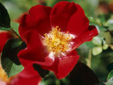 Floribunda Rose Photographic Print by Brian Carter