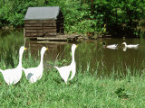 Three White Geese Ornaments in Long Grass Near Pond, Mallard Ducks in Background Photographic Print by Georgia Glynn-smith