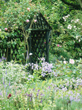 Rose Arbour in Cottage Garden, Climbing Rosa, Shrub Rosa, Buddleia & Lavandula (Lavender) Photographic Print by Georgia Glynn-smith