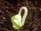 Seed Germination of Ipomea (Morning Glory) Photographic Print by Rex Butcher