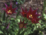 Tulipa "Maytime," (Late Flowering, Lily Flowered Variety) Flowering in, Kent Photographic Print by Brian Carter