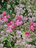 Scented Plant Partners Pink Clematis & Lavandula (Lavender) Photographic Print by Georgia Glynn-smith
