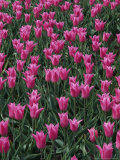 Tulipa "China Pink" (Lily Flowering Tulip) Photographic Print by Rex Butcher