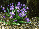 Scilla Sibirica "Spring Beauty" Photographic Print by Brian Carter