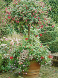 Standard Fuchsia, Pelargonium, Variegated Fuchsia & Felicia in Pot Photographic Print by Georgia Glynn-smith