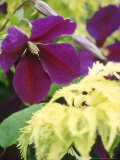 Plant Partners, Summer Clematis Jackmanii "Superba" & Sambucus Racemosa "Aurea" Photographic Print by Georgia Glynn-smith