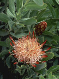 Protea Sussannea Close-up of Flower & Foliage, September Photographic Print by Rex Butcher