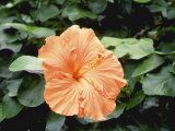 Hibiscus "Lae Orange" Close-up of Flower Photographic Print by Rex Butcher