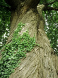 Castanea Sativa (Sweet Chestnut, Bark) Hedera on Trunk Photographic Print by Brian Carter