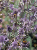Close-up of Amethyst-Mauve Thistle Flowerheads with Bees Photographic Print by Brian Carter