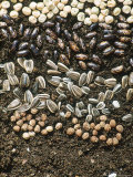 Seeds on Soil, Including Helianthus (Sunflower), Tropaeolum (Nasturium) & Runner Bean Photographic Print by Georgia Glynn-smith