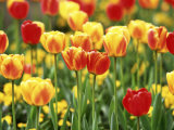 Tulipa "Beauty of Apledoorn" (Darwin Hybrid Tulip) Photographic Print by Rex Butcher
