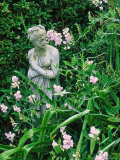 Statue (Woman), Lathyrus Latifolius in Cottage Garden, Surrey Photographic Print by Rex Butcher