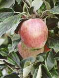 Apple "Katja" Close-up of Two Red Apples Photographic Print by Rex Butcher