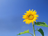 Helianthus (Sunflower) Against Sky Photographic Print by Rex Butcher