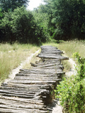 Corduroy Road Made of Cut Logs Lashed Together, Long Grass in Countryside Photographic Print by Georgia Glynn-smith